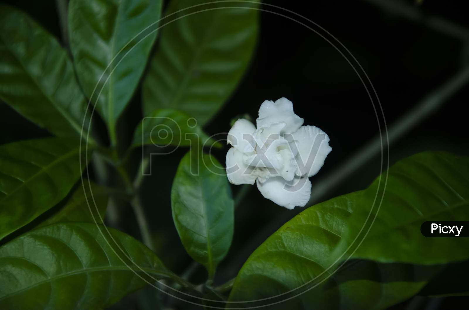 WHITE JASMINE PLANT WITH GREEN LEAVES.