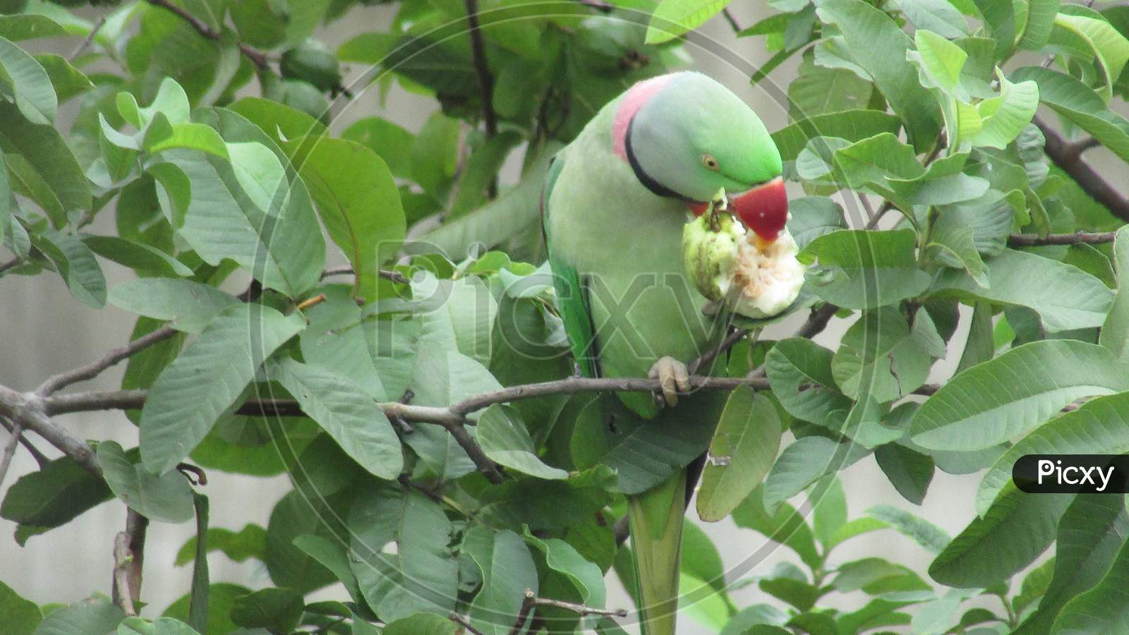 Parrot busy to eat guava