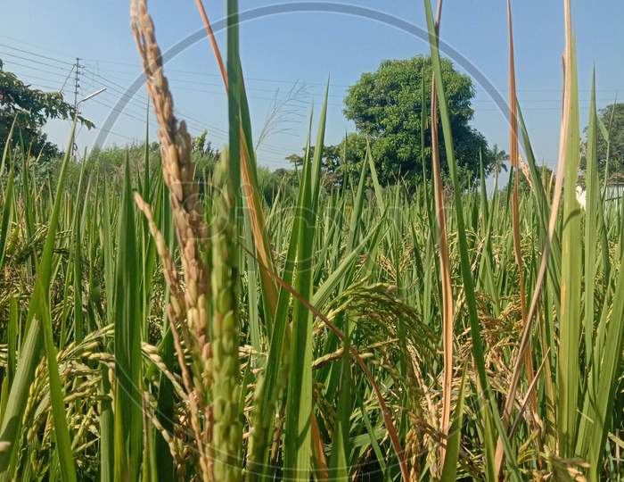 healthy paddy crop in India