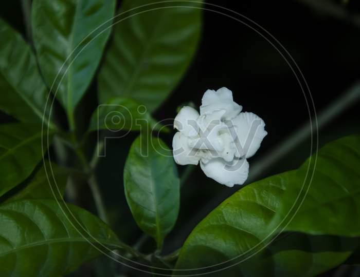 WHITE JASMINE PLANT WITH GREEN LEAVES.