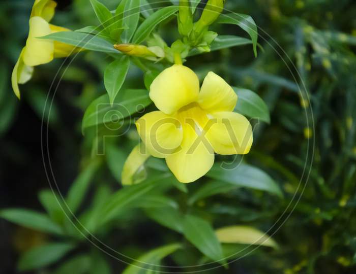 SELECTIVE FOCUS ON YELLOW ALLAMANDA CATHARTICA WITH GREEN LEAVES.