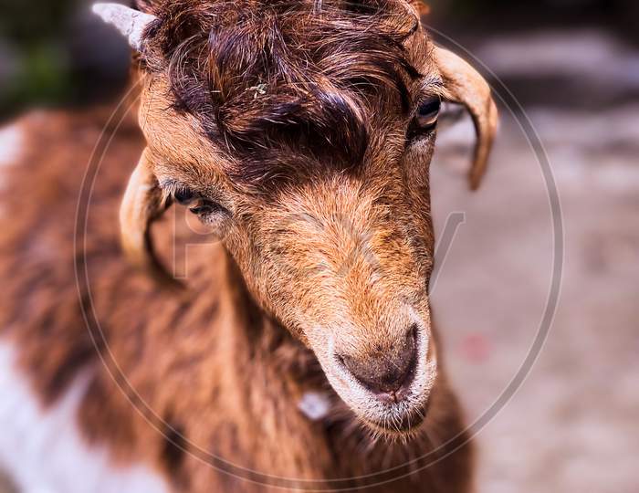 Goat with puffy hairs