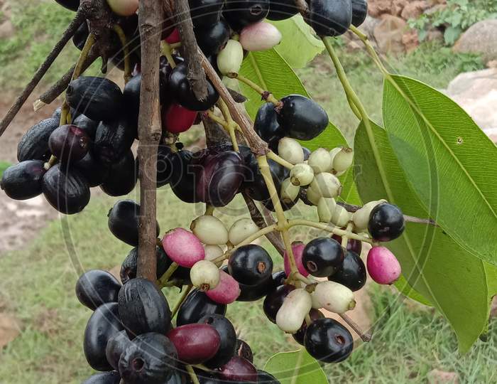 Fruit of blackberry