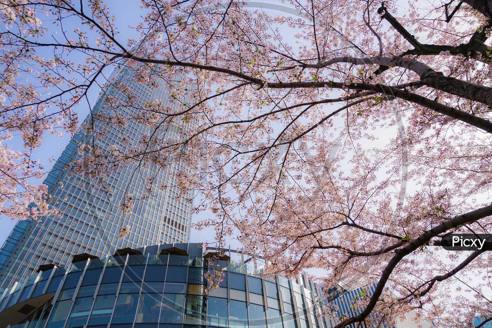 Cherry Blossoms In Full Bloom And Tokyo Midtown