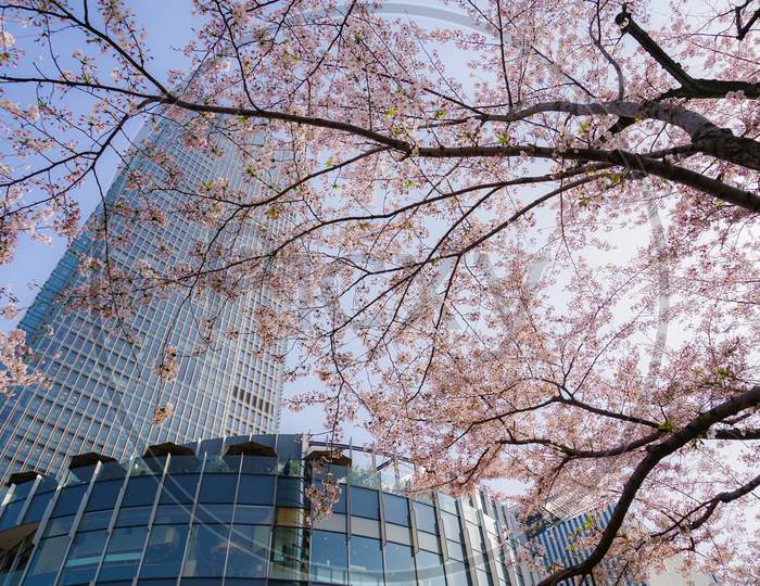 Cherry Blossoms In Full Bloom And Tokyo Midtown