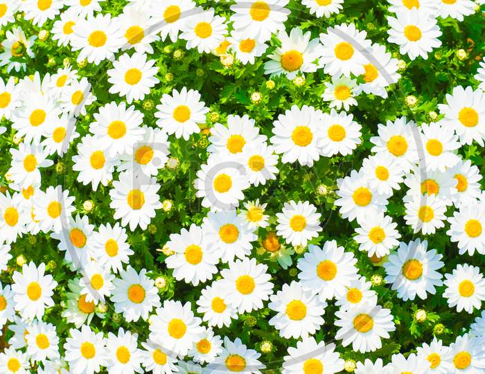 Colorful Chamomile Of The Image (For Wallpaper)