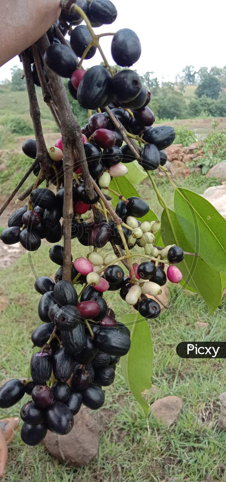Fruit of blackberry