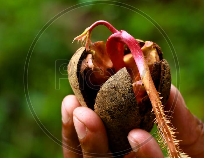 Sprouting Seed Of A Wild Tree In The Palm Of A Man