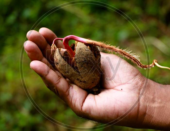 Sprouting Seed Of A Wild Tree In The Palm Of A Man