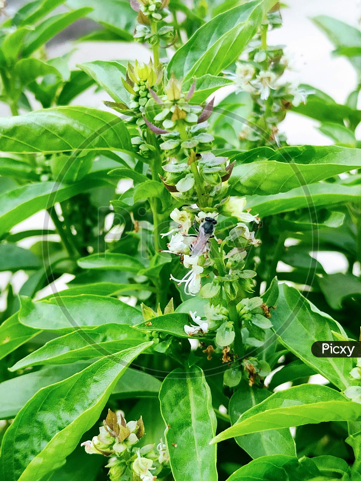 Image of Bee drinking basil juice so that it can prepare honey