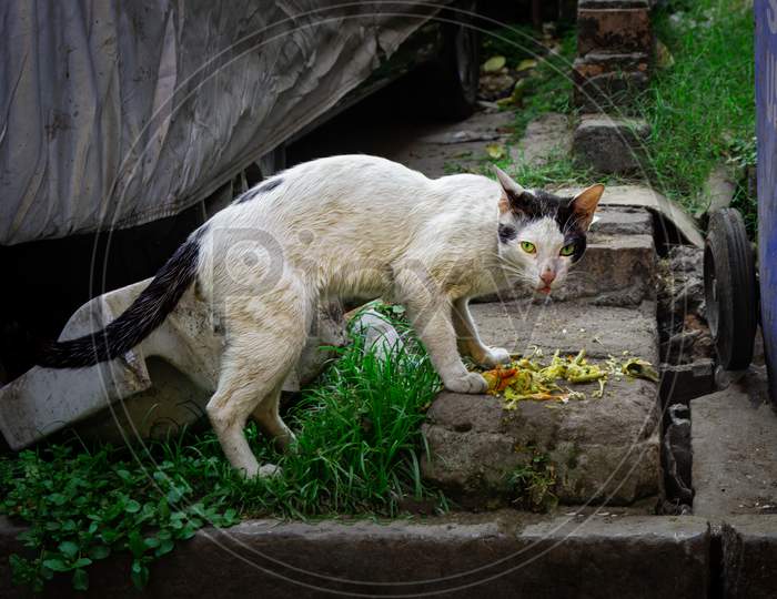 street cat eating domestic food waste