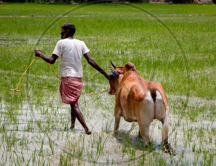 A farmer with his cow