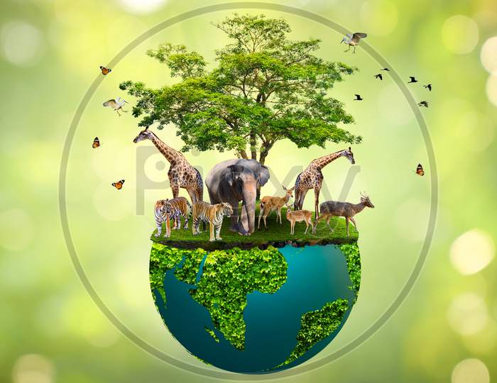 Concept Nature Reserve Conserve Wildlife Reserve Tiger Deer Global Warming Food Loaf Ecology Human Hands Protecting The Wild And Wild Animals Tigers Deer, Trees In The Hands Green Background Sun Light