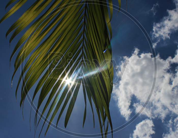 The Sun Rays On Green Palm Leaves With Blue Clouds In The Background. Sun Rays On The Green Leafs