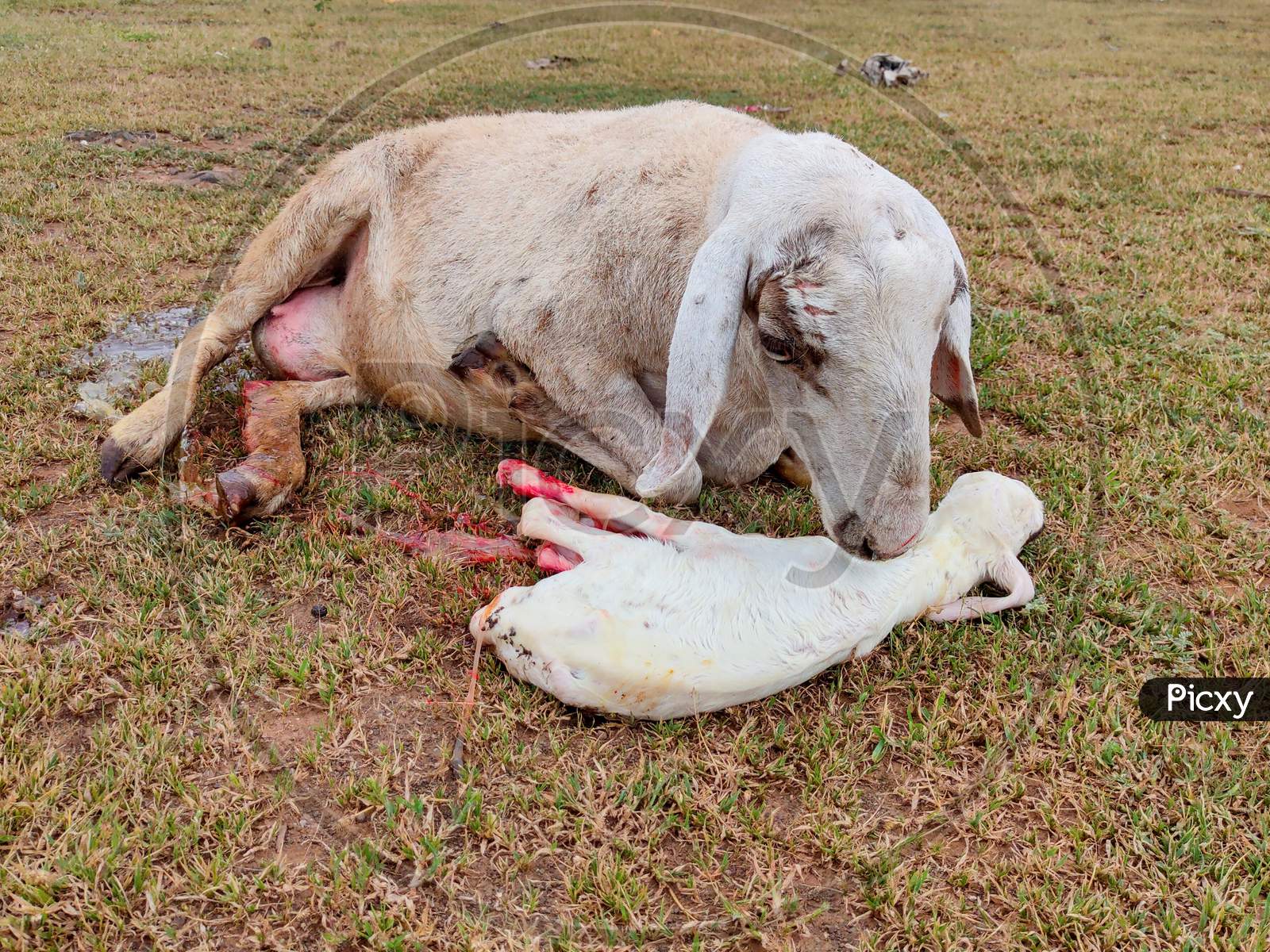 Sheep baby born at field