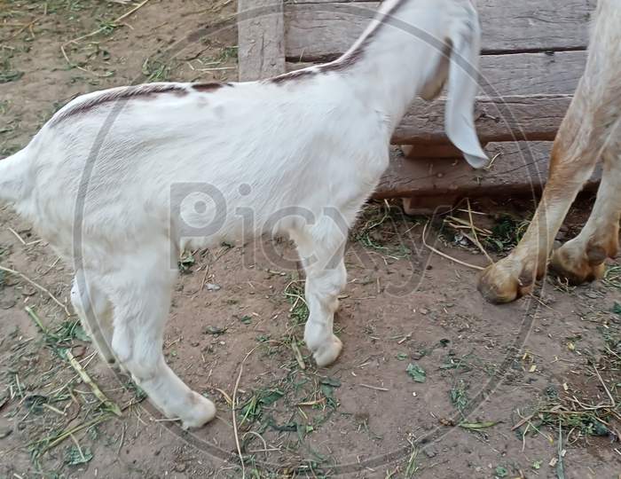 Goat in goat farm a domestic animal