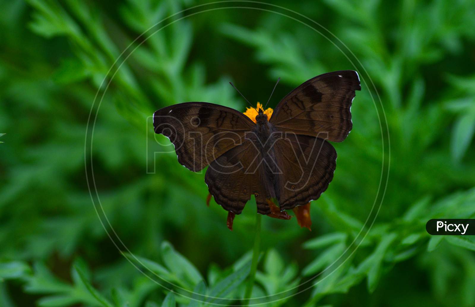 Beautiful Butterfly In Green Background