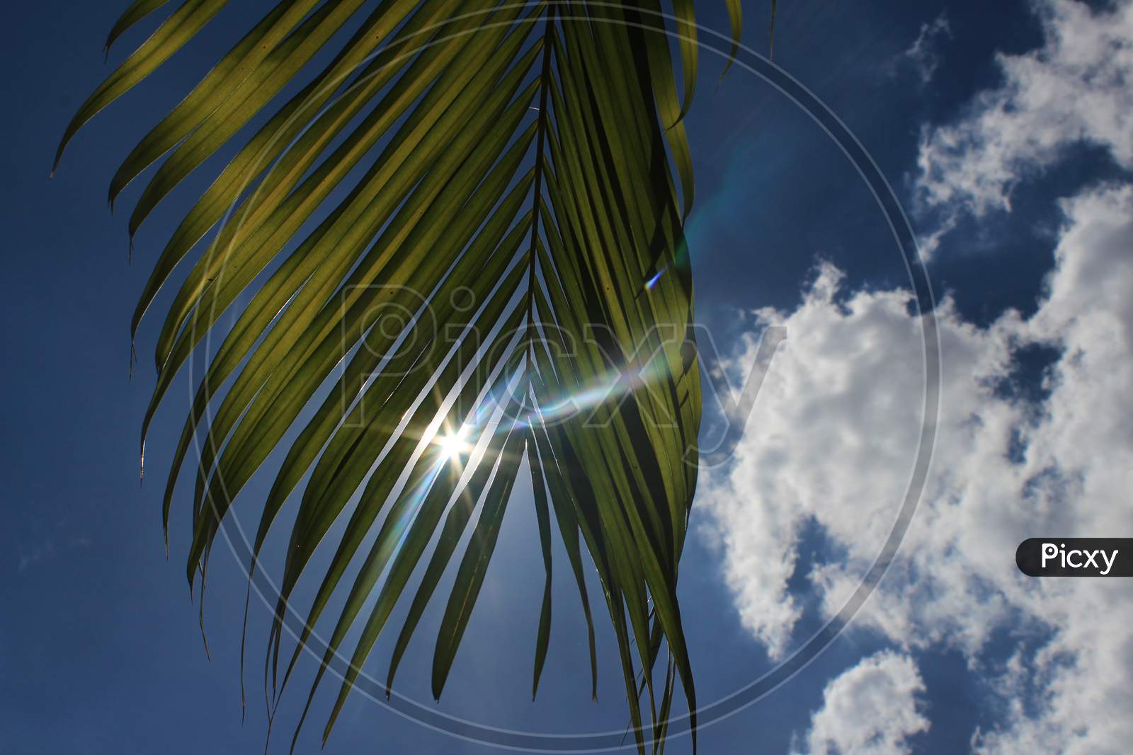 The Sun Rays On Green Palm Leaves With Blue Clouds In The Background. Sun Rays On The Green Leafs
