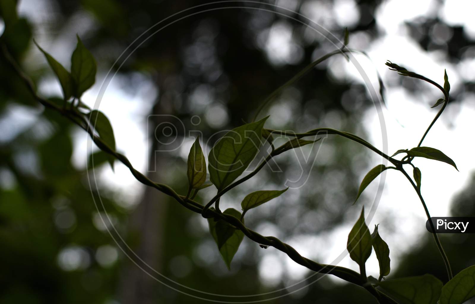 Green Vine Of Jasmine In Beautiful Background