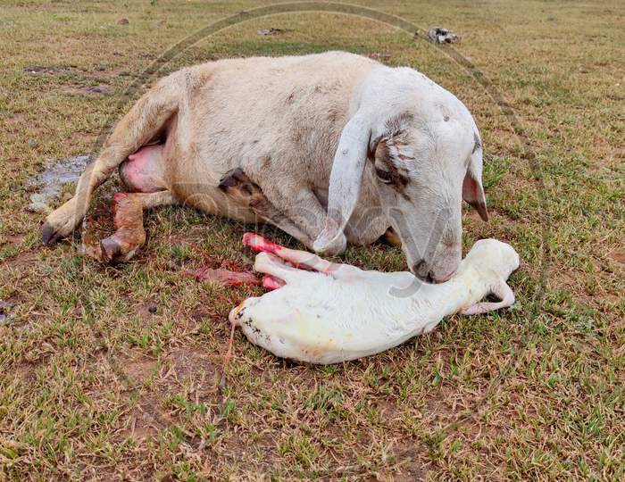 Sheep baby born at field