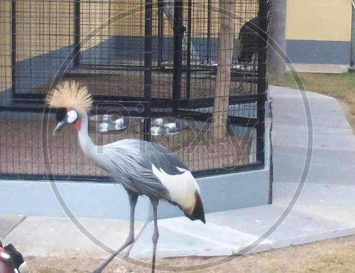 Beautiful Grey crowned crane.Its a Editorial Photo don't use it as a commercial photo.