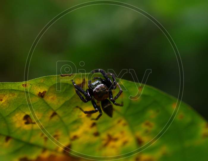 A Spider Rests On A Yellow Leaf