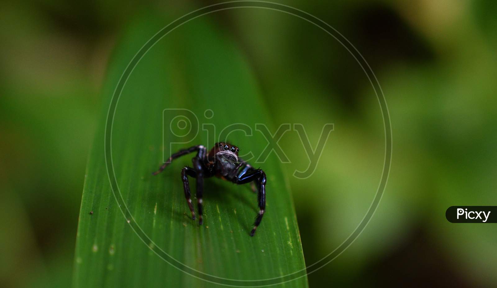 A Rare Beautiful Small Spider In Macro