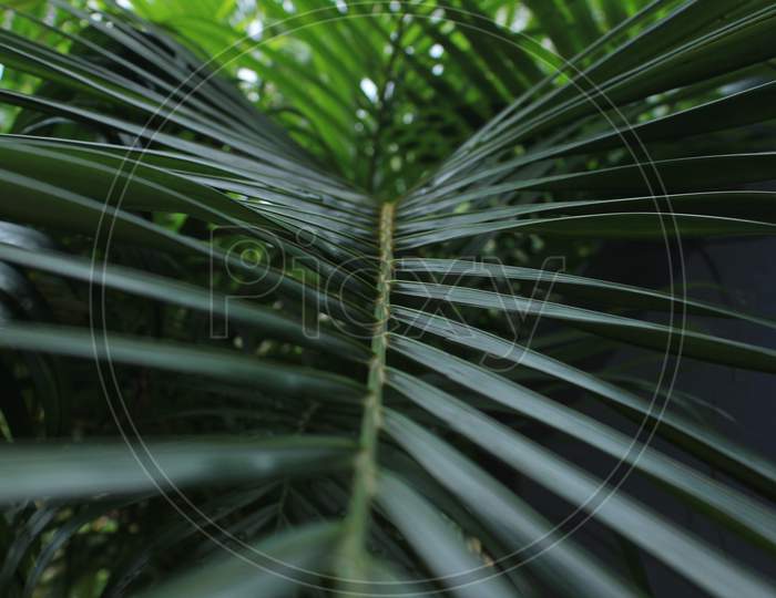 Closeup Shot Of Dark Green Palm Leaves On The Moody Rainy Climate Day.