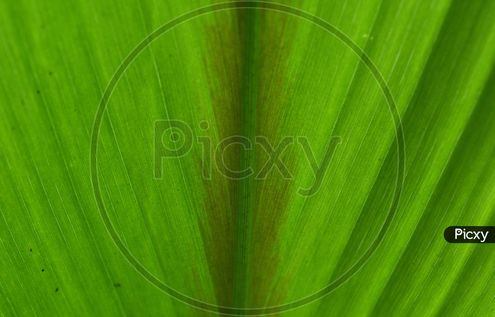 Abstract Pattern On A Green Leaf