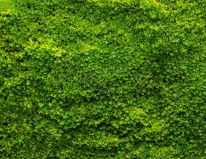 Green Moss Background, Mossy Texture