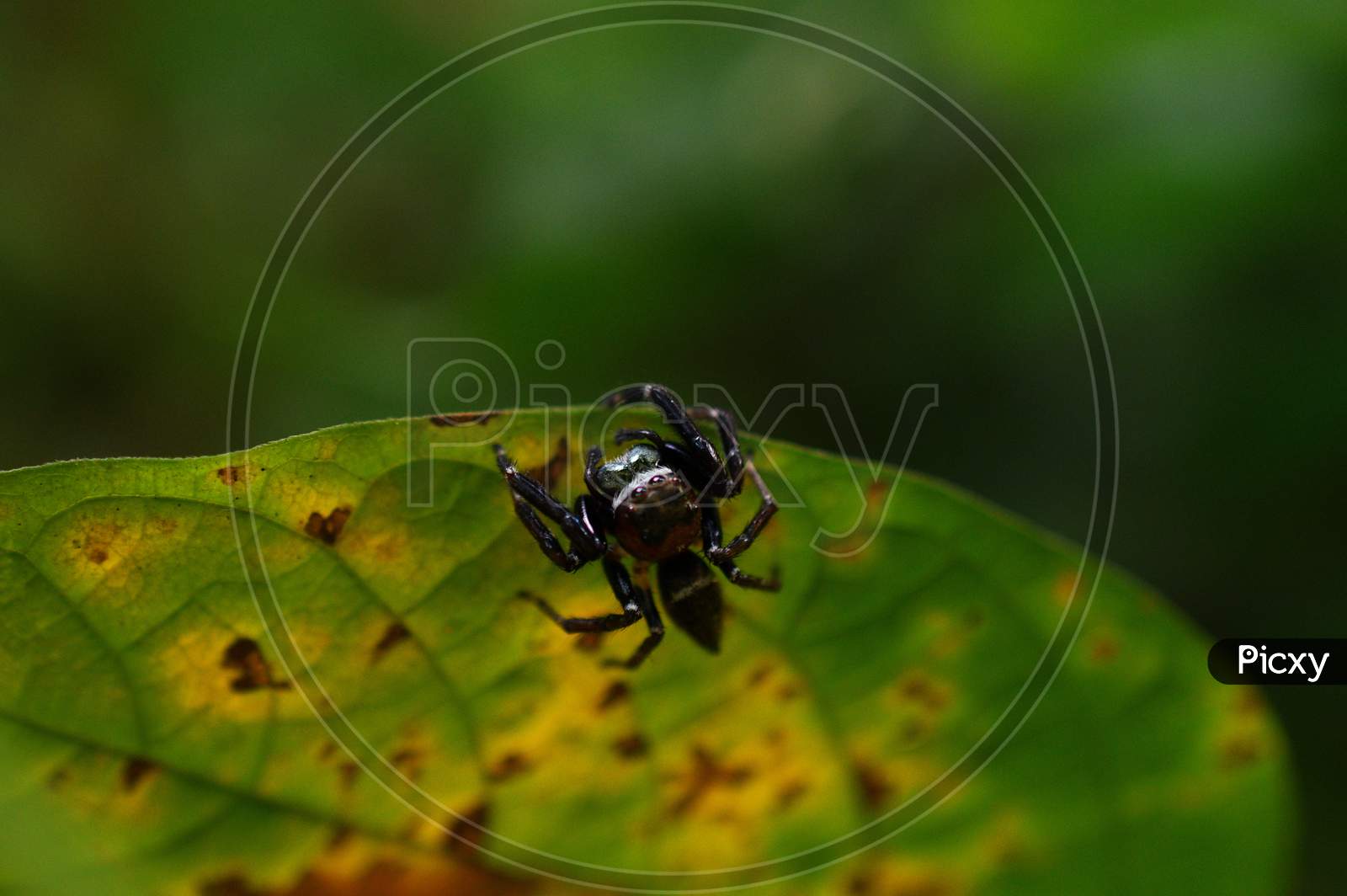 A Spider Rests On A Yellow Leaf