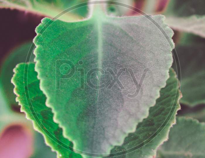 Green,gray leaf 🍃