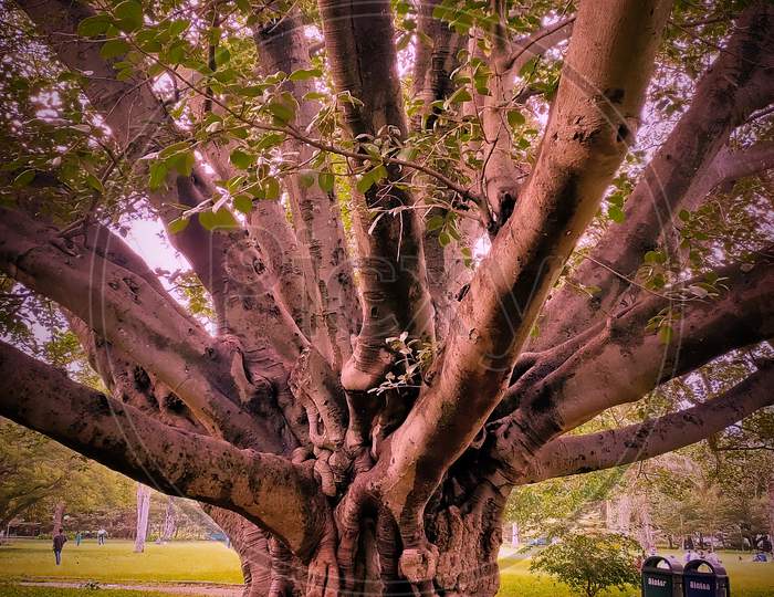 GIANT tree at Lalbagh Garden
