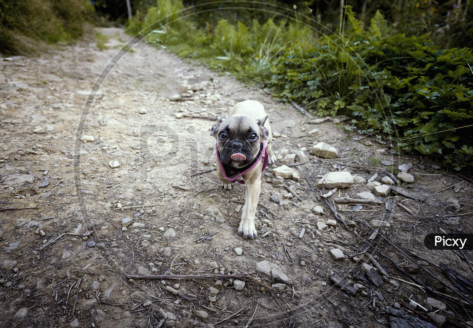 Wide Angle Shot A Little Cute Pug Dog Walking, Facing Towards Camera With It'S Tongue Out.