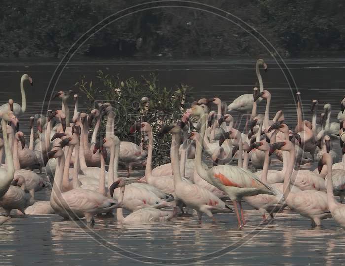 Flock of flamingos