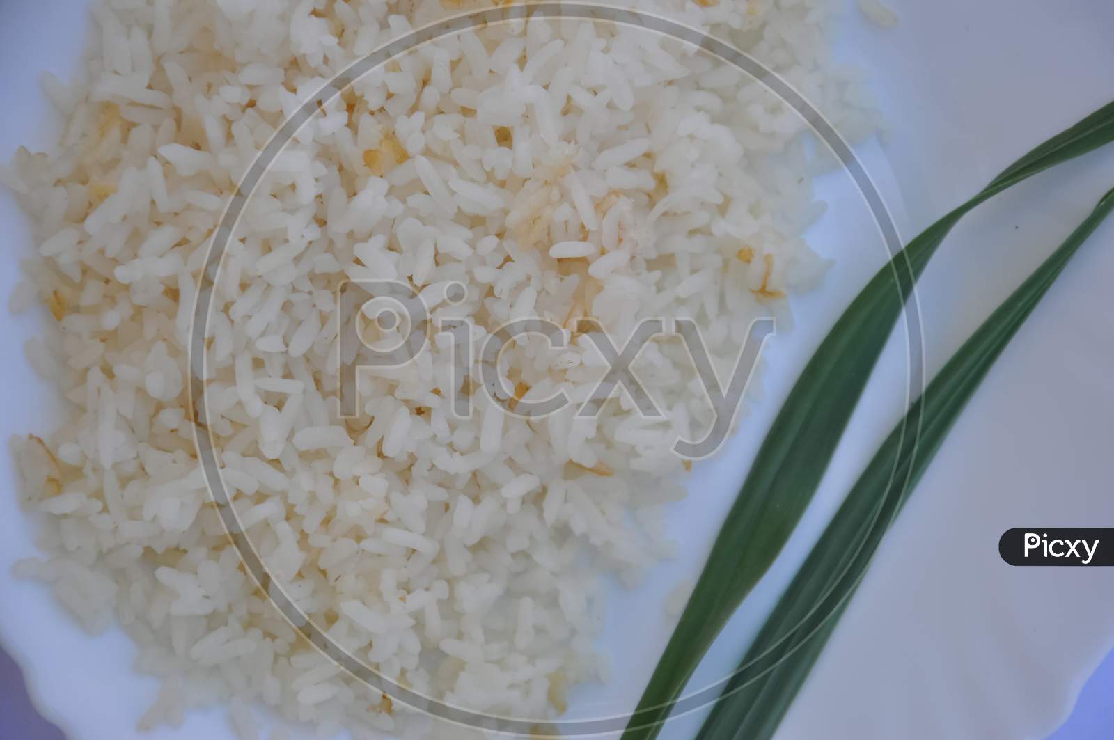 Close-up of rice on white plate