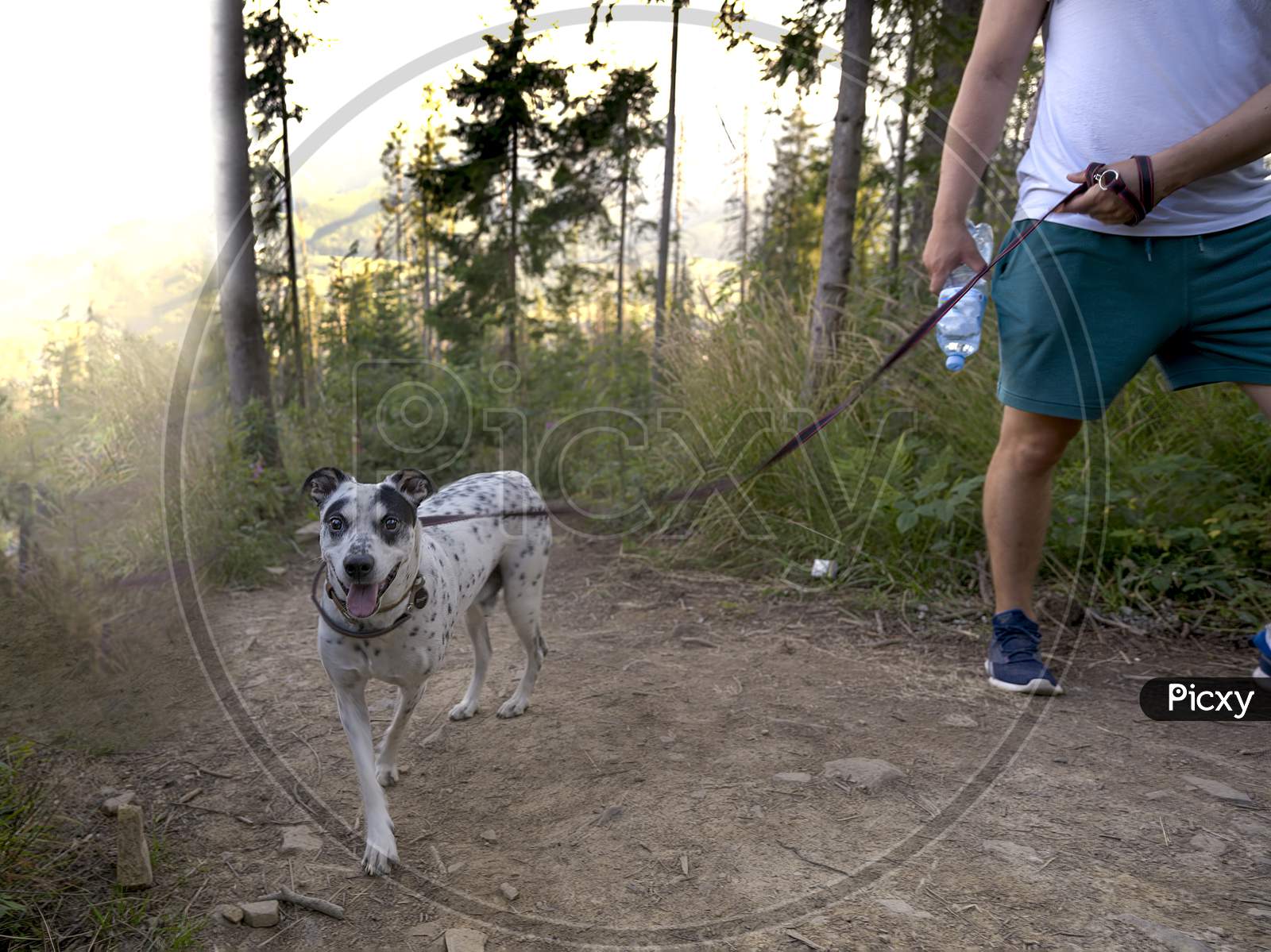 Cattle Dog On A Leash Being Taken Of A Walk By It'S Male Owner In The Woods.
