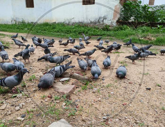 Too many pigeons are eating food