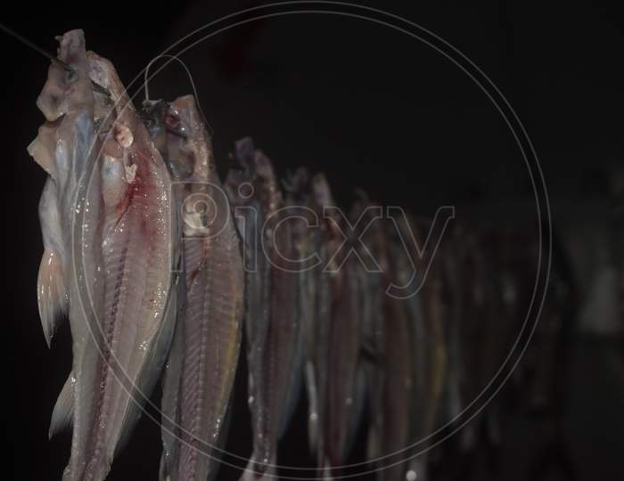 fishes prepared to dry