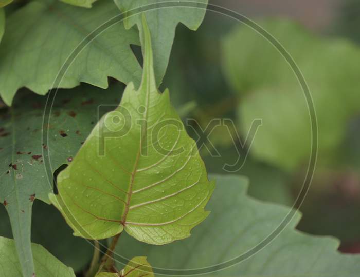 Peepal leaf