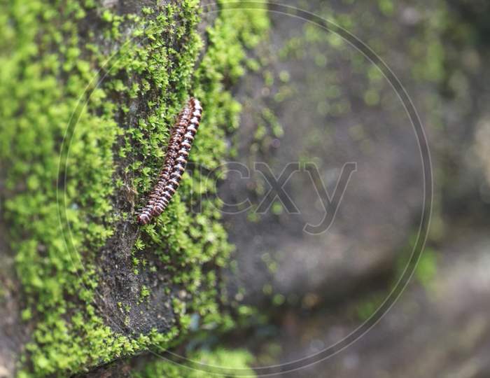 small insect in rainy season