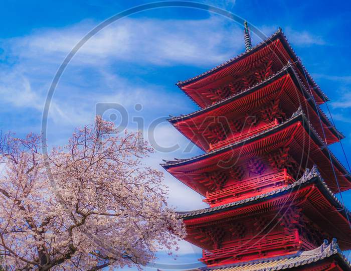 Full Bloom Of The Cherry Tree And The Five-Story Pagoda