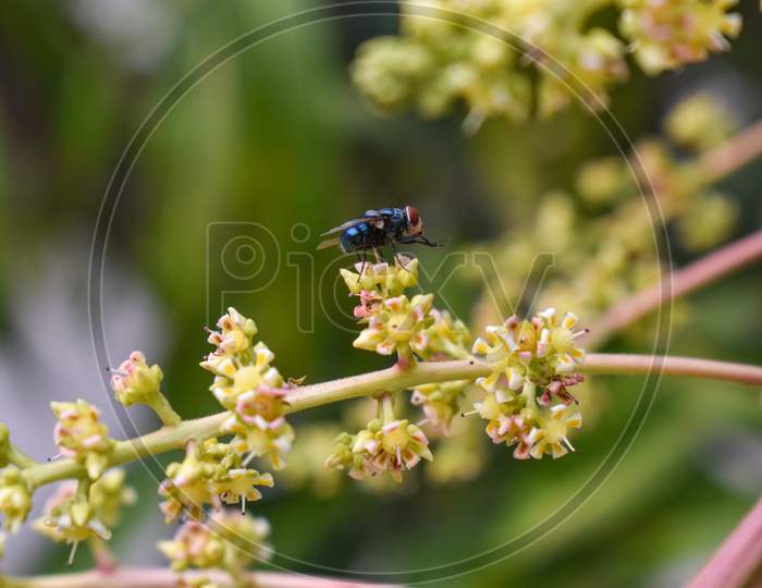 Housefly Sitting On Leaf Branch Macro Shot