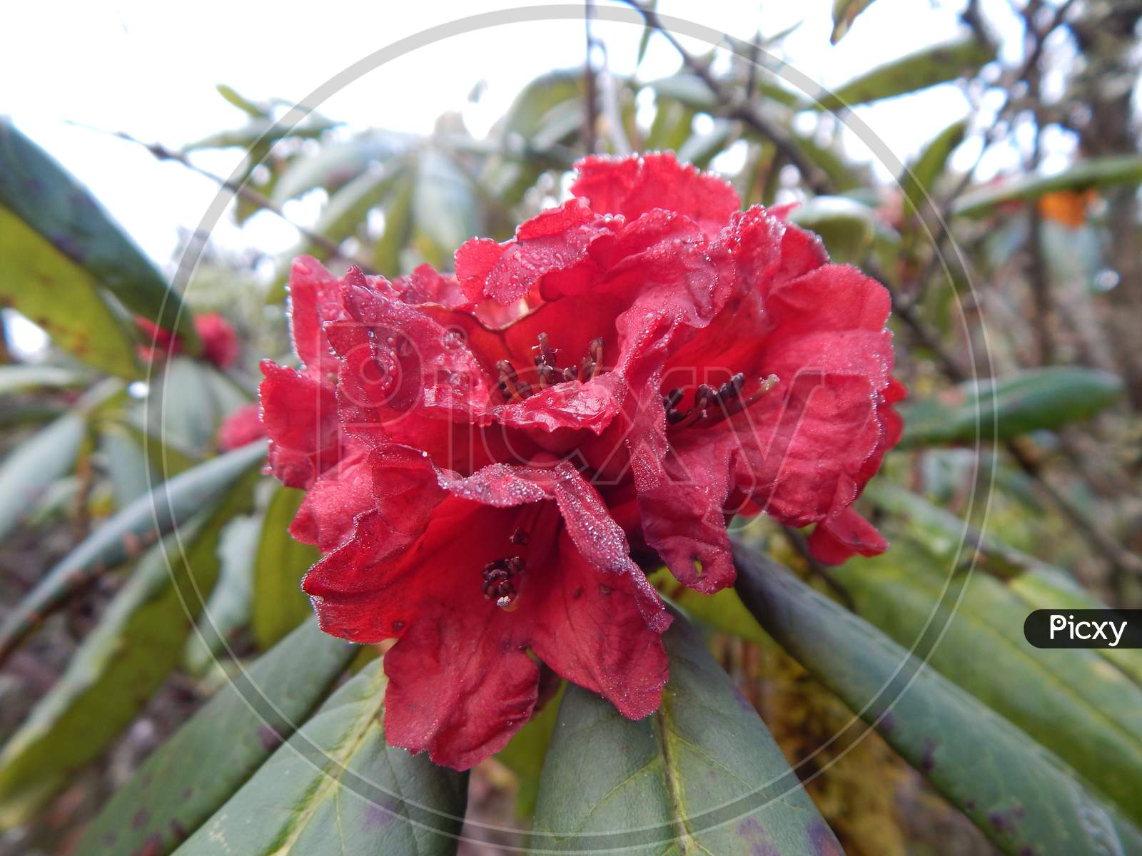 Image of Varsey Rhododendron Sanctuary-QI707792-Picxy