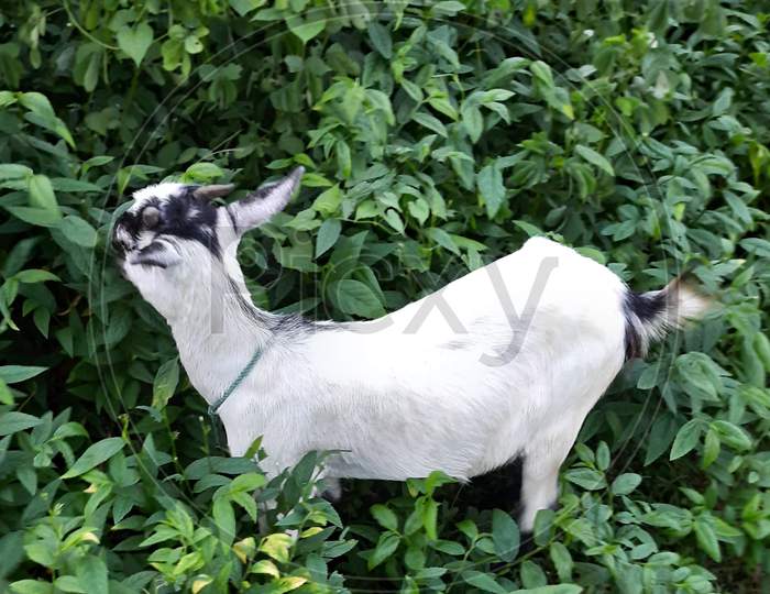 Goat enjoying eating