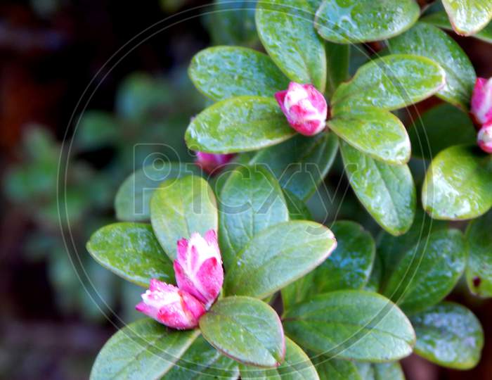 Varsey Rhododendron Sanctuary