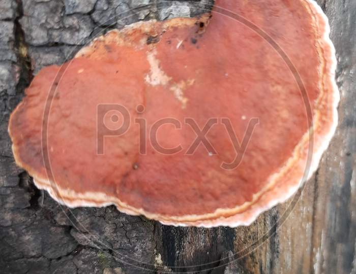 Red Saprophytic Bracket Fungi on a tree