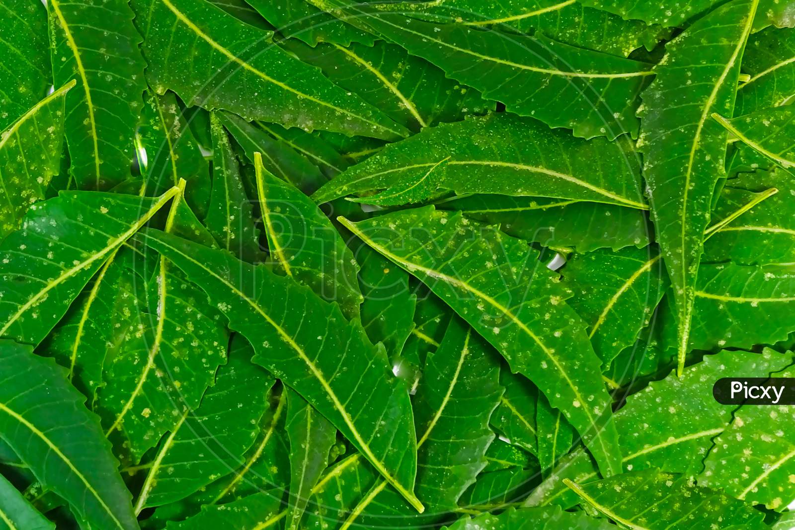 image-of-medicinal-neem-leaves-on-white-background-xm275485-picxy