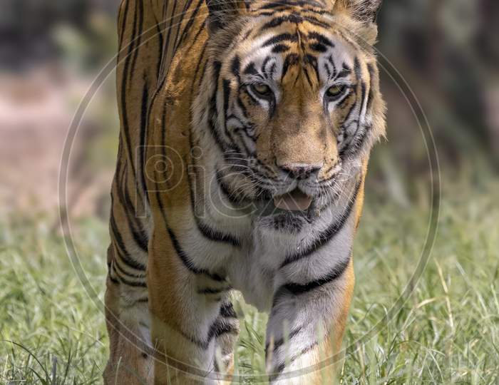Great Tiger Male In The Nature Habitat. Wildlife Scene With Danger Animal. Hot Summer In India. Dry Area With Beautiful Indian Tiger, Panthera Tigris.