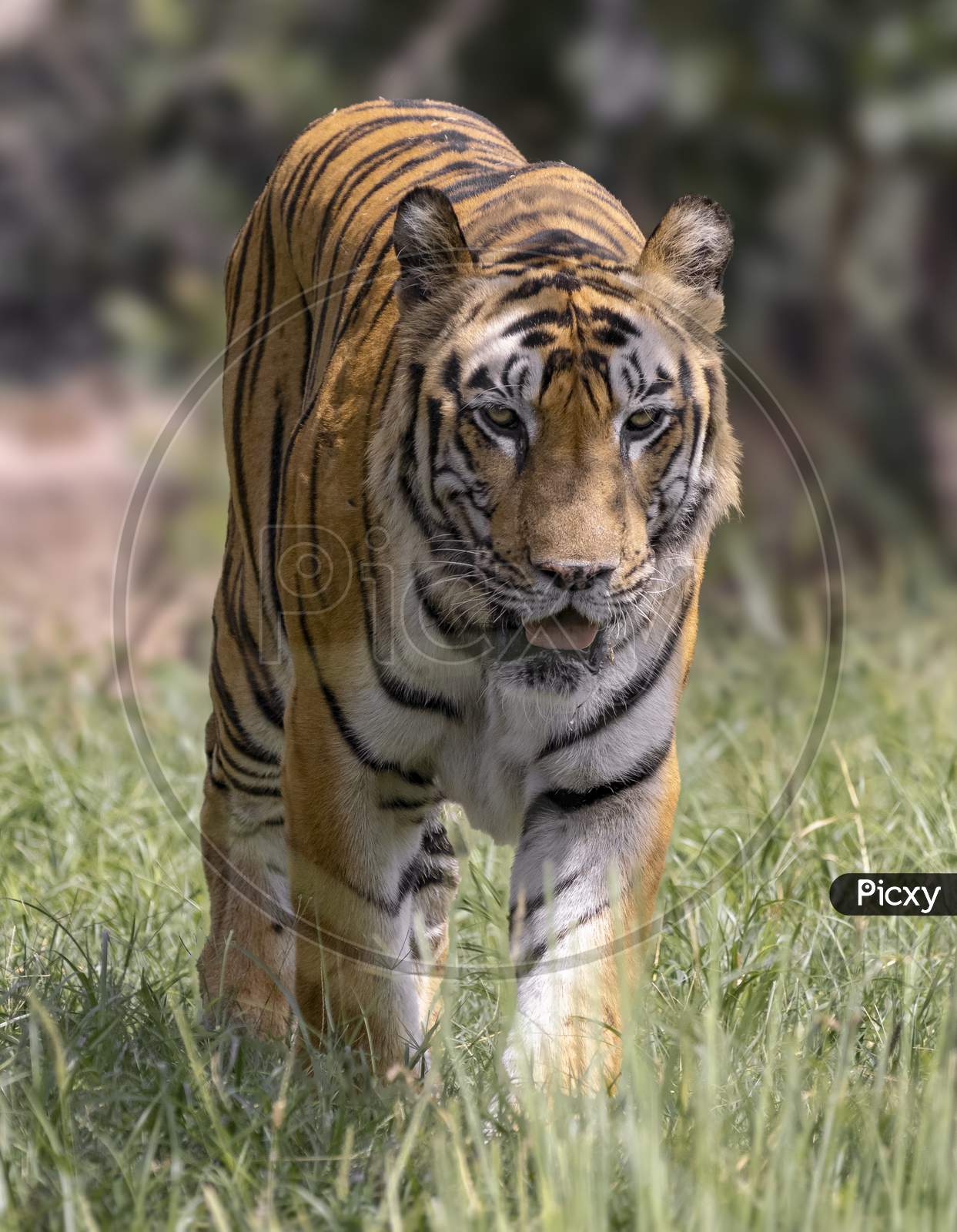 Great Tiger Male In The Nature Habitat. Wildlife Scene With Danger Animal. Hot Summer In India. Dry Area With Beautiful Indian Tiger, Panthera Tigris.